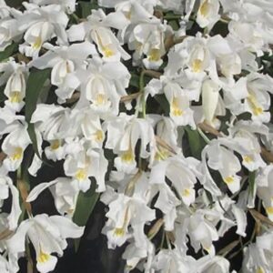 Coelogyne cristata