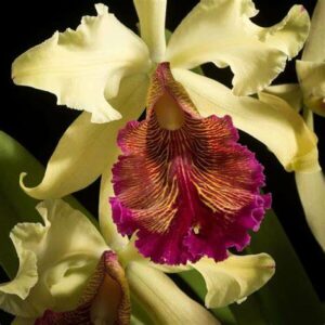 Cattleya dowiana aurea