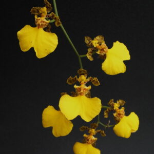Oncidium bicolor