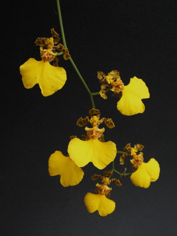 Oncidium bicolor