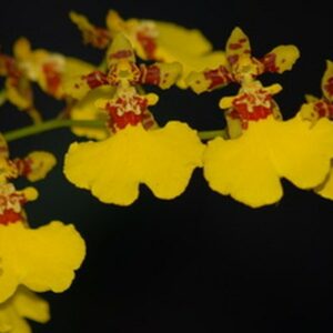 Oncidium spurcei
