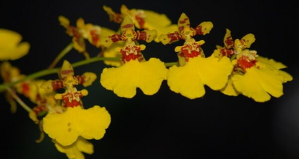 Oncidium spurcei