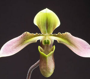 Paphiopedilum appletonianum var.hainanense