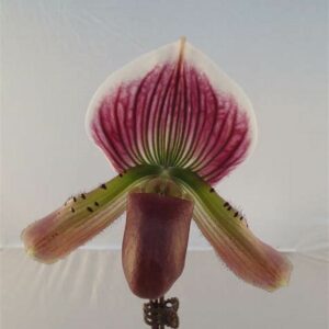 Paphiopedilium 'Hortense maudiae coloratum'
