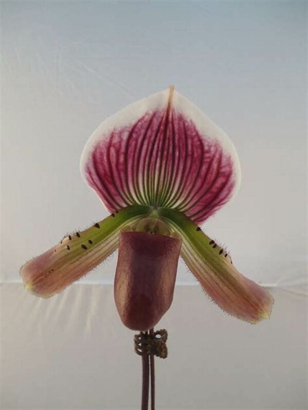 Paphiopedilium 'Hortense maudiae coloratum'