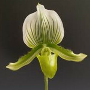 Paphiopedilum Bankhouse