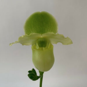 Paphiopedilum Pinocchio yellow