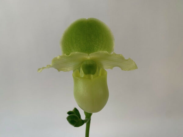 Paphiopedilum Pinocchio yellow