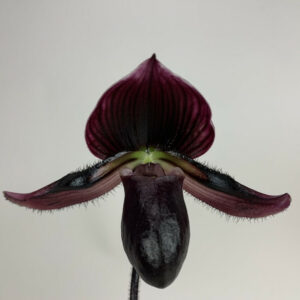 Paphiopedilum Vinicolor 'Schwarze Madonna' x callosum Vinicolor