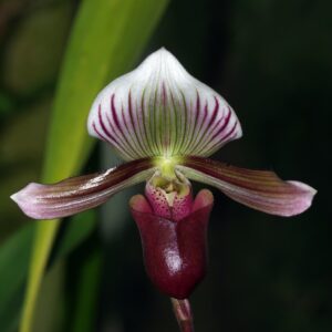 Paphiopedilum barbatum 'nigritum'