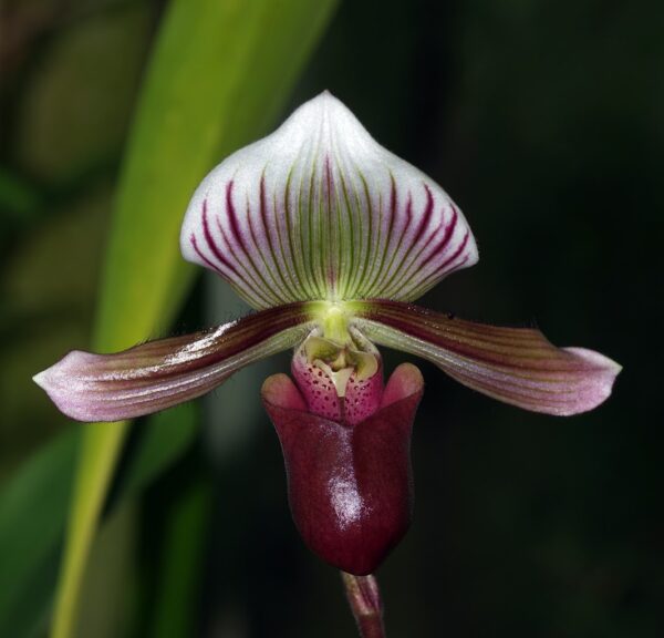 Paphiopedilum barbatum 'nigritum'