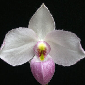 Paphiopedilum delenatii
