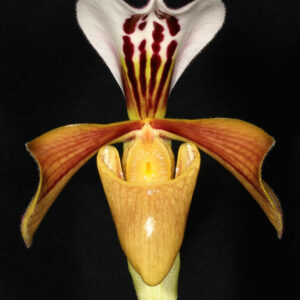 Paphiopedilum villosum