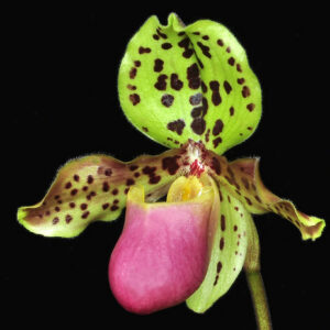 Paphiopedilum henryanum
