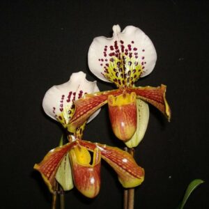 Paphiopedilum hybrid americano