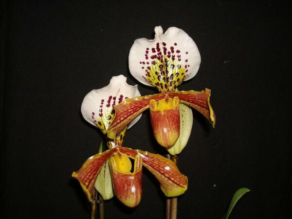Paphiopedilum hybrid americano