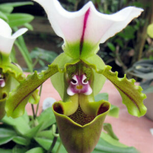 Paphiopedilum spicerianum