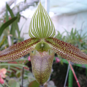 Paphiopedilum wardii
