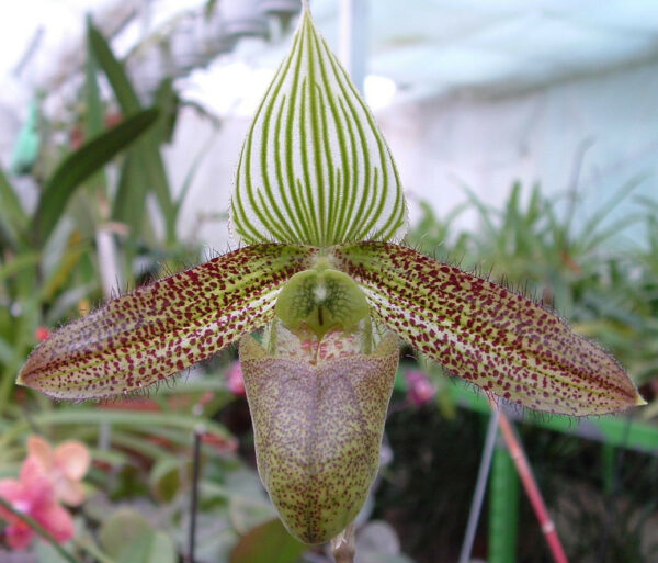 Paphiopedilum wardii
