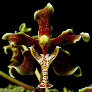 Paraphalaenopsis labukensis
