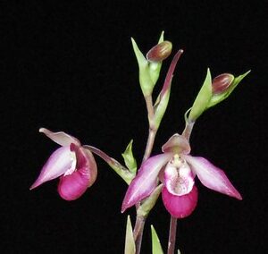 Phragmipedium Sedenii