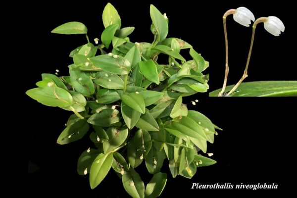 Pleurothallis niveoglobula