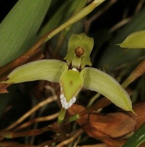 Rhetinantha notyloglossa