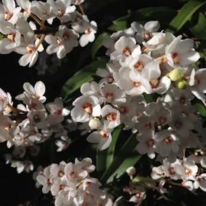Sarcochilus hartmannii
