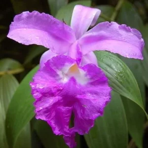 Sobralia macrantha