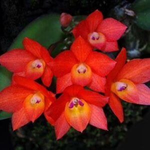 Cattleya cernua (Sophronitis)