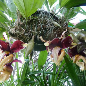 Stanhopea tigrina var. nigroviolacea
