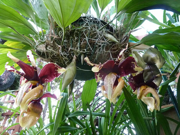 Stanhopea tigrina var. nigroviolacea
