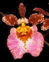 Tolumnia jairak rainbow x pulchellum tetrapetalum
