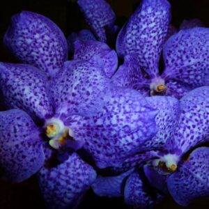 Vanda Blue Magic