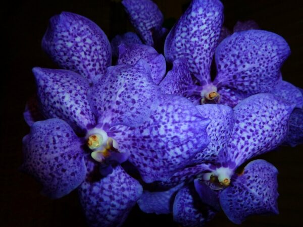 Vanda Blue Magic
