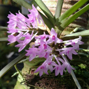 Vanda nana