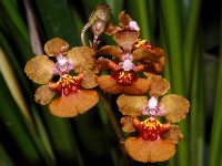Oncidium ostlundianum