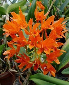 Cattleya aurantiaca 'Mishima spot'