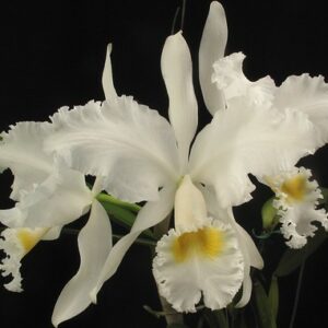 Cattleya mendelii alba