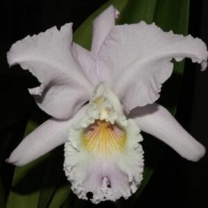 Cattleya mendelii concolor