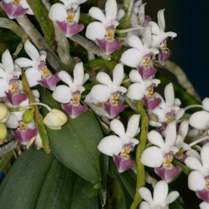 Phalaenopsis parishii