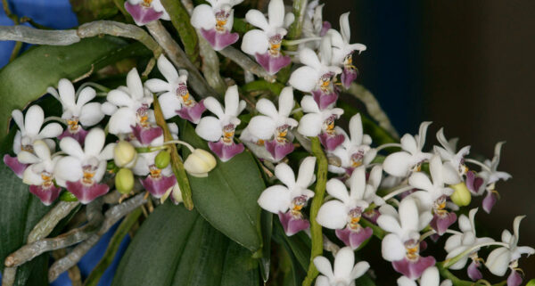 Phalaenopsis parishii