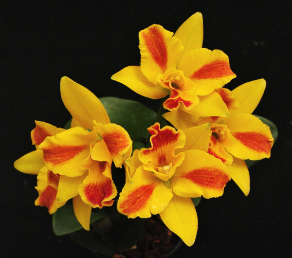 Potinara Burana Beauty