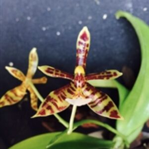 Phalaenopsis mannii