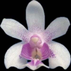 Phalaenopsis deliciosa