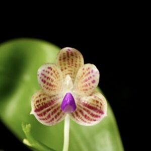 Phalaenopsis javanica