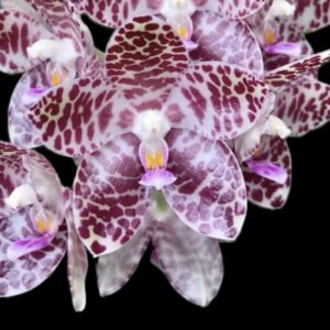 Phalaenopsis gigantea baby plant