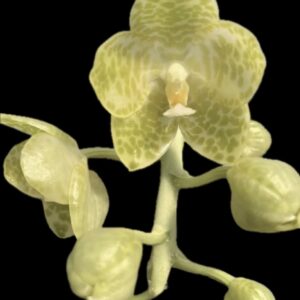 Phalaenopsis gigantea alba baby plant
