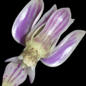 Phalaenopsis finleyi