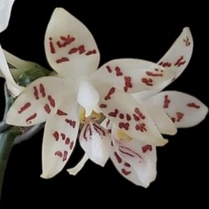 Phalaenopsis zebrina Palawan